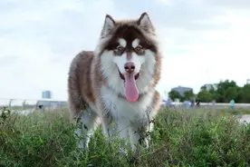 教科书级选择指南：如何挑选适合你的阿拉斯加图片