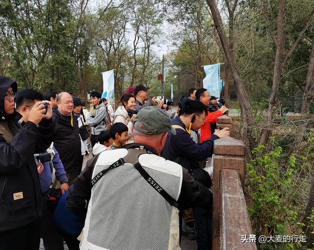 理想的周末：十月，在北京南海子观鸟