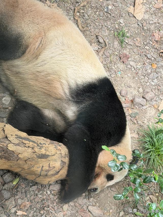 上海动物园的高颜值图鉴