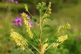 掌握黄芪的七大功效，可以治愈许多疑难杂症图片