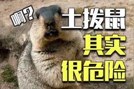 致命的土拨鼠：还摸？收人命来啦！图片