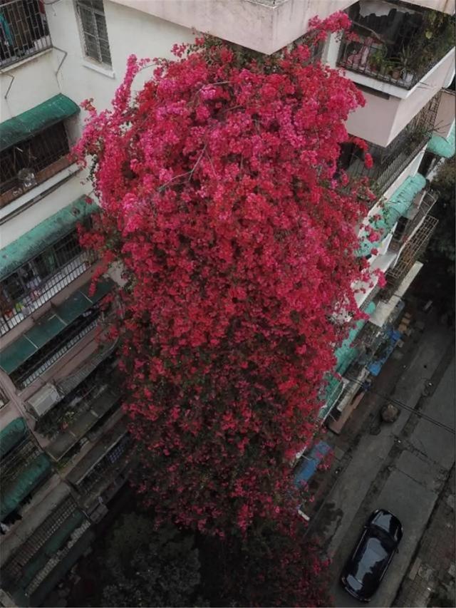 看，高27米“花瀑布”从楼顶倾泻而下！