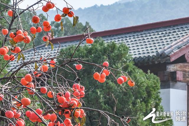 红透山间！长治老顶山“柿”意正浓