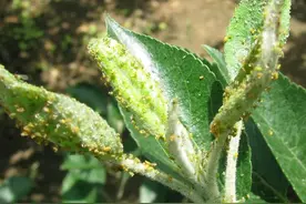 啶虫脒、吡虫啉、噻虫嗪，都能治蚜虫，使用时如何选择？图片