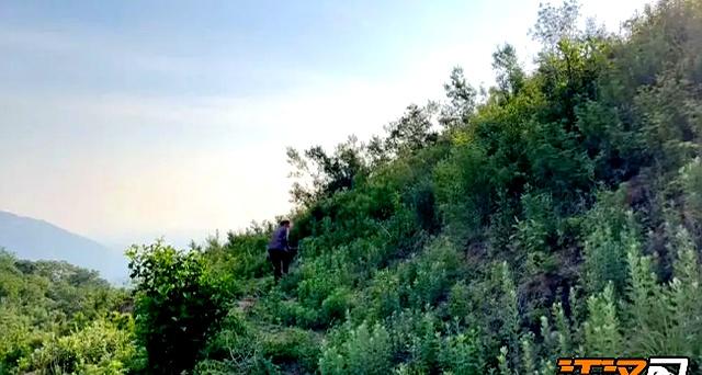 荆州：80后夫妻返乡“干大事”  古法新制变“草”为宝