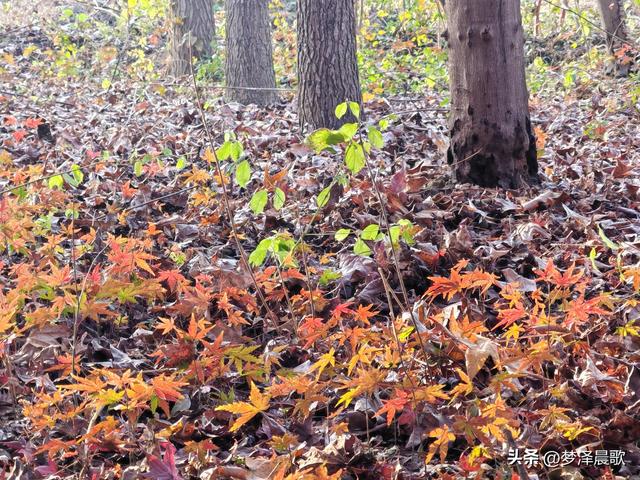 千年古城湖北云梦 冬日暖阳红枫艳