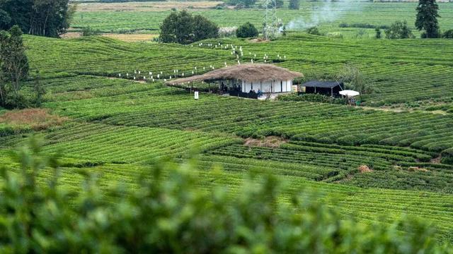 速看！浮梁景区景点2026年元旦活动来啦