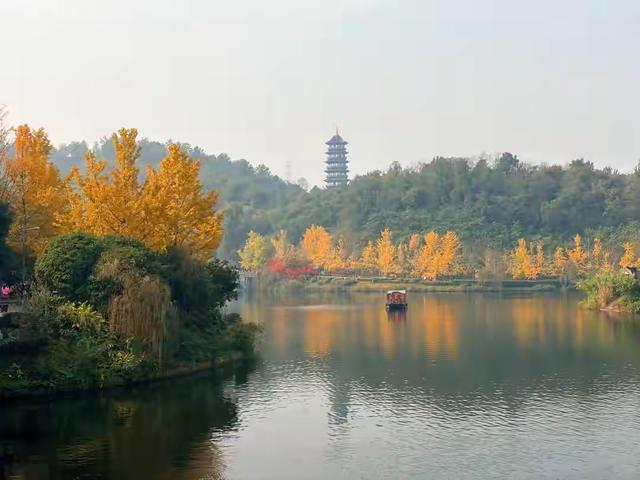 重庆冬日浪漫：3000株腊梅全开，地铁直达免费