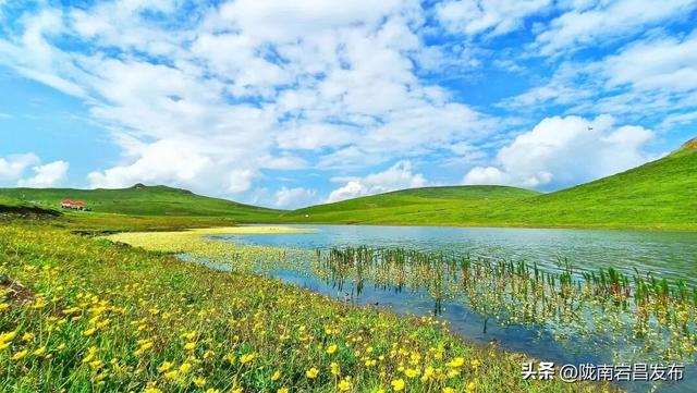千年药乡•康养宕昌 | 别等！宕昌大草原的“绿毯”要收了，现在打卡正当时
