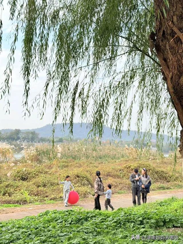 冬日遛娃就去长沙“济州岛”！水杉染红，芦苇摇浪，0元解锁 “橘子海” 日落