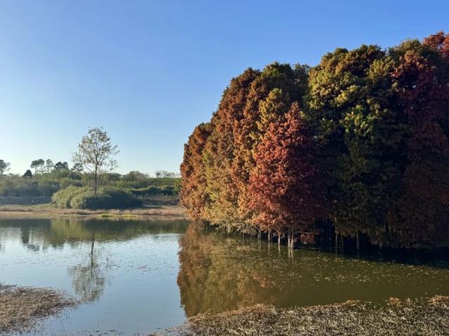 季节限定，丹徒这里“红”了！