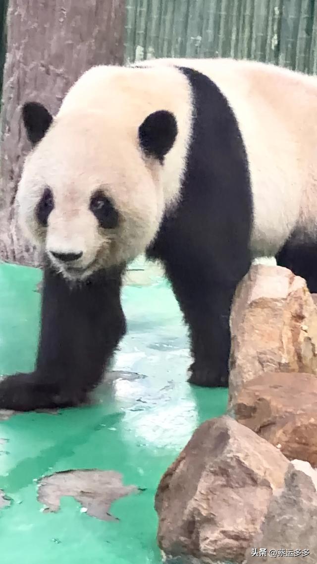 上海动物园的高颜值图鉴