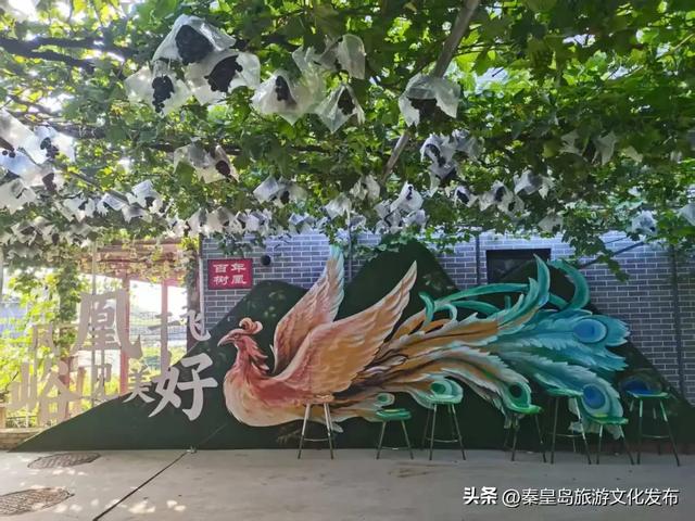 邂逅秦皇岛百年葡萄树，逛酒庄、品红酒、宿葡园，开启“藤”下慢时光！