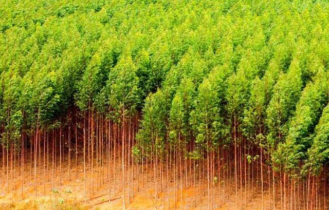 日本和美国早已禁种，那中国为何依然大力种植？背后的原因不简单