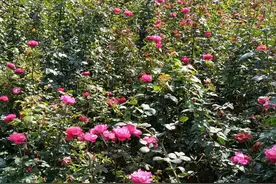 第一次化疗的感受图片