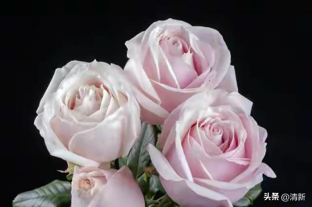 真心喜欢，真心爱，就不要怕付出