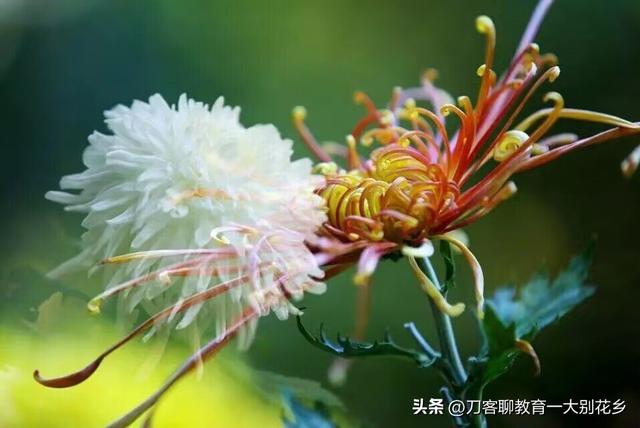 麻城旅游：2025年金秋，麻城五脑山菊花大观园福菊飘香，花海烂漫