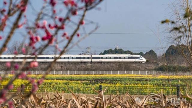 日均近10000人次！坐着高铁来崇州看“花花”