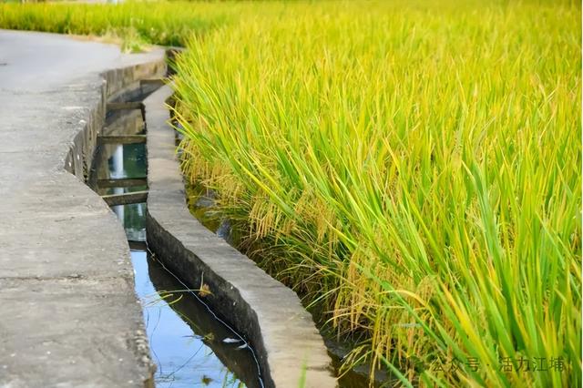 秋日必去！从化江埔5大稻田打卡攻略，邂逅金色浪漫