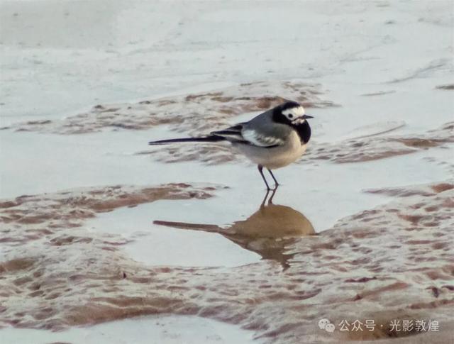 初冬,敦煌党河风情线白鹭翩跹