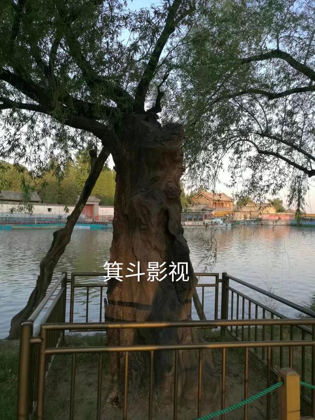 颐和园西堤古柳，三百年沧桑的见证者。