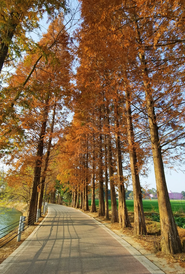 快收藏！成都秋天唯一想去N次的公园，小众超出片，就在郫都区！