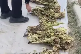 男子偷挖天山雪莲4年攒了5000株，保护珍稀植物刻不容缓图片