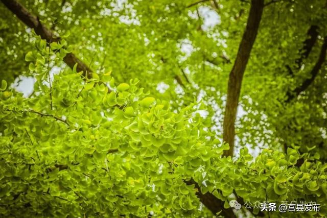 刷爆深秋的金叶奇观！浮来山银杏何时美到巅峰？