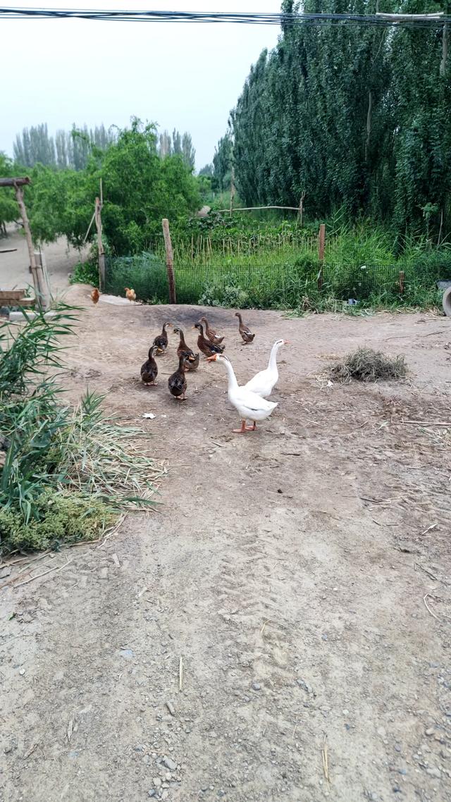 若羌待了4天有些无聊,不过也有些有意思的地方