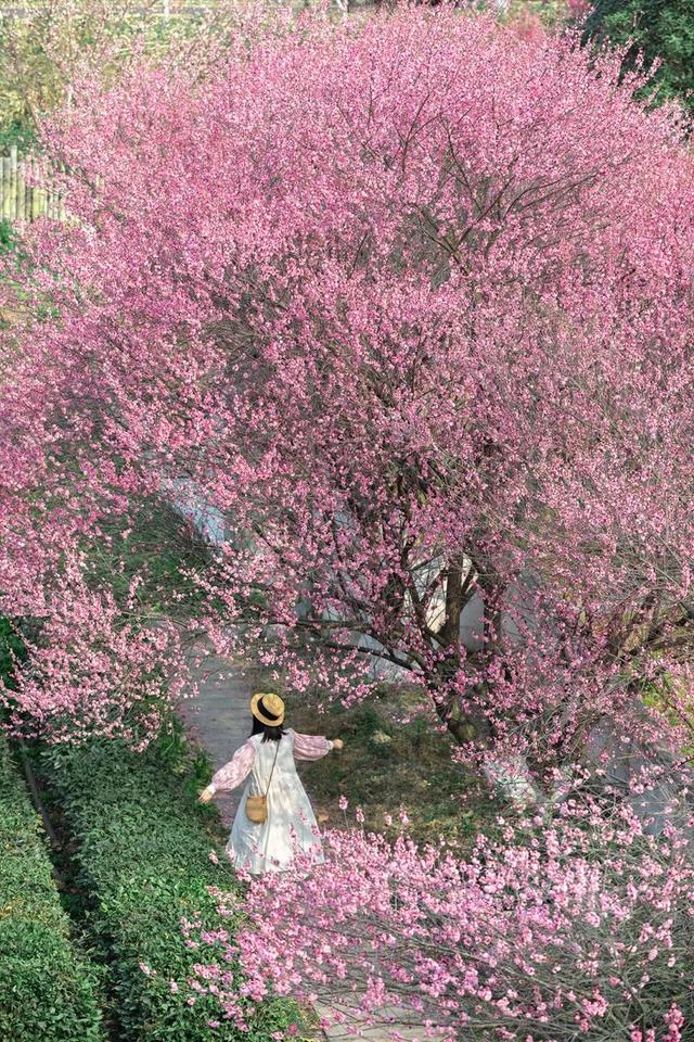 号外！十万梅花和一首诗在花乡茶谷等你！