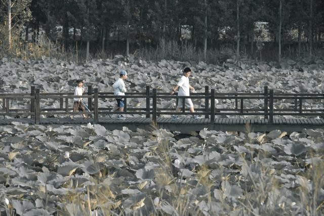 山东泰安东平稻屯洼湿地公园的荷花仙子