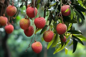 杨贵妃吃的，是岭南荔枝还是巴蜀荔枝？图片