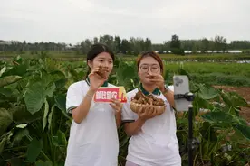 田间变直播间，牛奶芋头畅销“云端”图片
