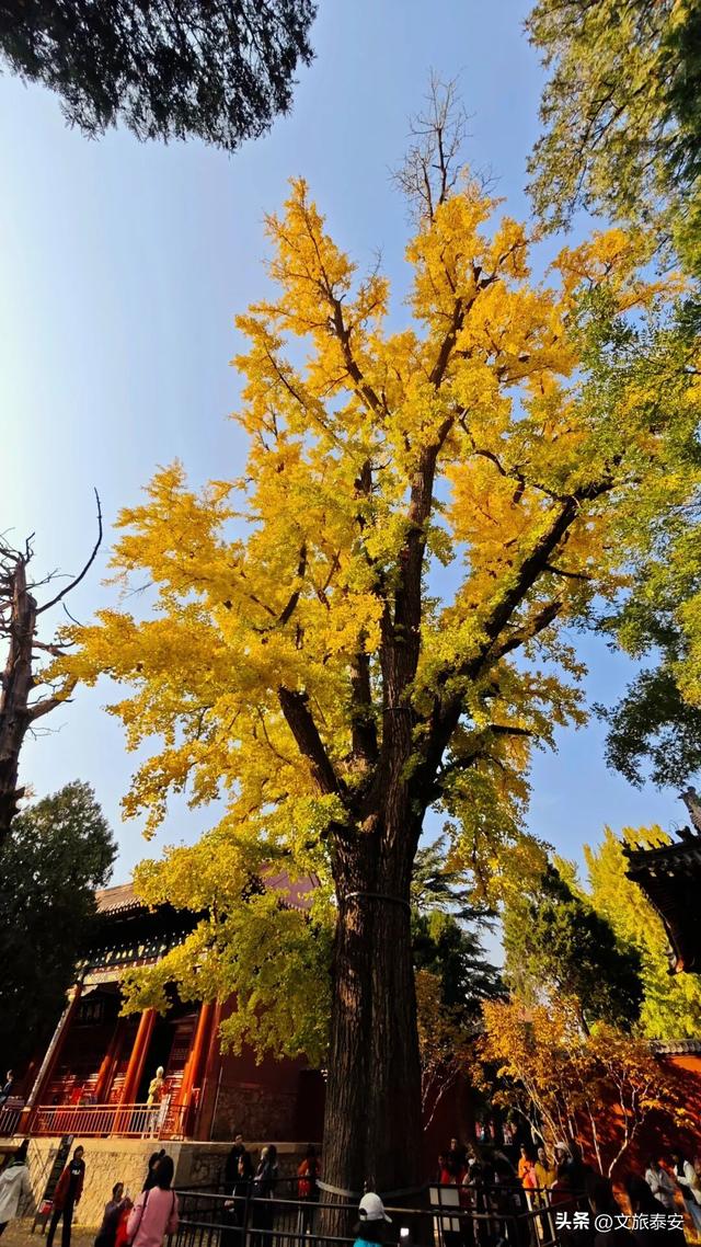 错过等一年！带你打卡岱庙里当红的「黄金擎雷银杏」，这样拾秋秒出大片！