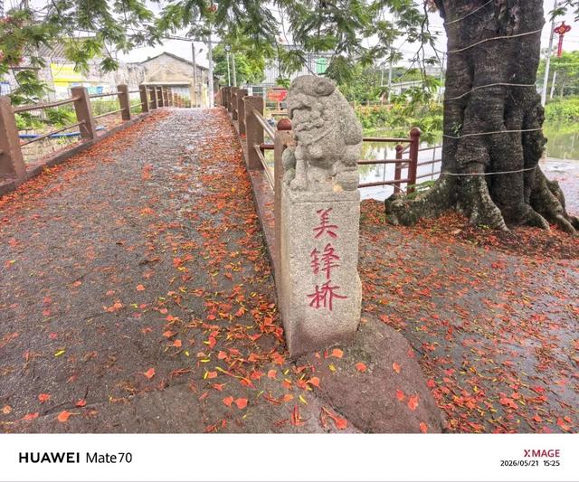 凤凰花开，一半热烈，一半温柔