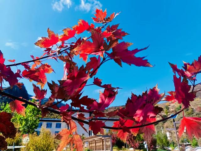 这么好看，不愧是遮阳山的秋天！