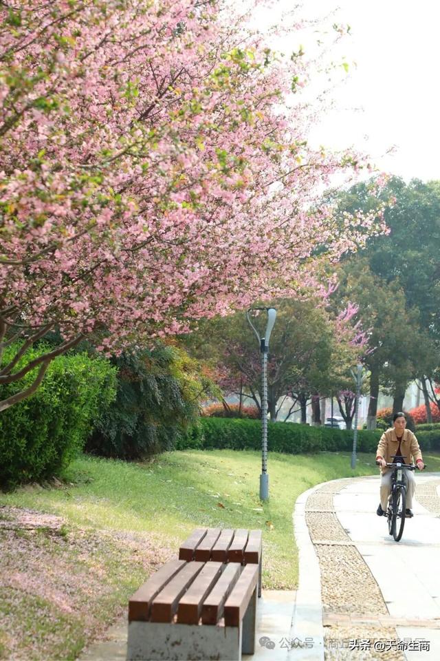 春满日月湖 海棠醉春风——商丘日月湖邀你共赴春日花宴