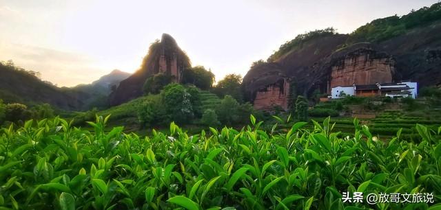 官宣！武夷山三月向全球游客免费！双世遗的春天在等你
