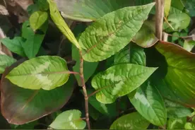 火炭母被称天然凉茶，找到它算是捡到宝了，煲汤更是一绝图片