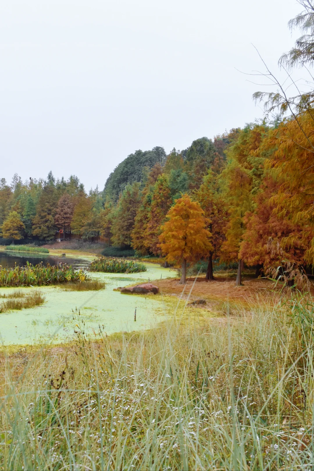 先收藏！成都1h直达最美水杉公园，小众人少、景美出片！