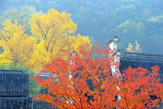 龙光塔下丨断桥与红枫的秋恋