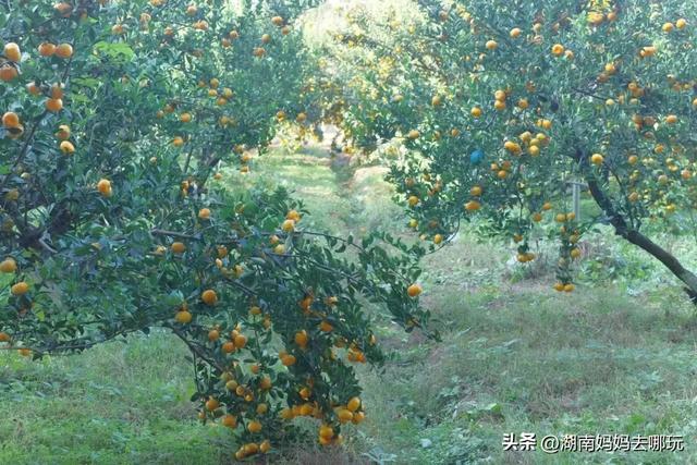 藏不住了!望城这片小众银杏秘境已到最佳观赏期,还能露营、骑行、摘果子