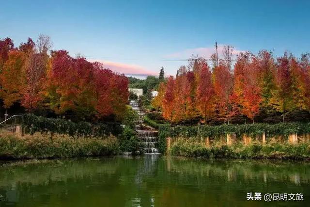 美上央媒!昆明红了!走走走,打卡最美枫景去,超全攻略速收藏→