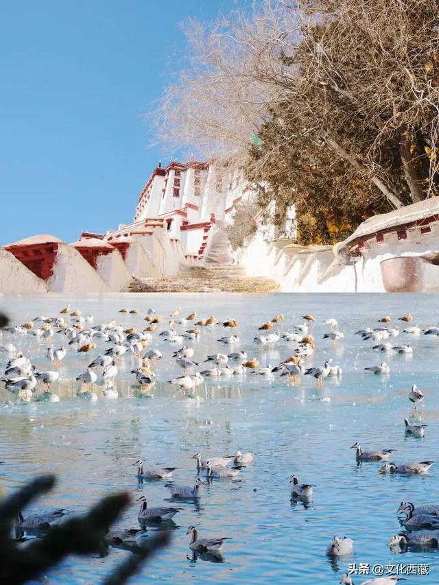 可惜你不知道下雪后的西藏究竟有多美?