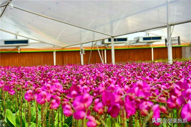 入园赏春花，回家带年花，佛山卡玛缤纷花世界年花节开幕了