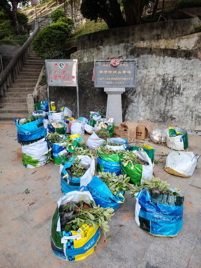 甲子待渡山，初冬披绿迎宾客