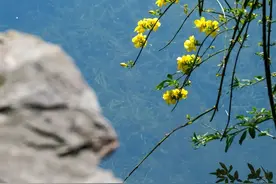 我们去灿烂的春光里一起看花图片