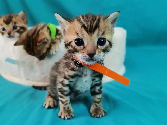 禁止私自饲养！湖南女子废木料里发现4只，养半月后匆忙上交