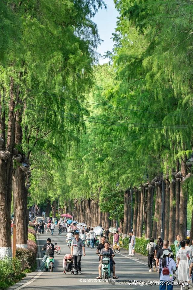 41°C高温天，这么多游客来武汉玩什么?