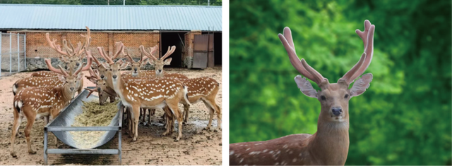 中国科学家发现鹿茸“青春密码”抗衰老新突破撬动千亿健康产业